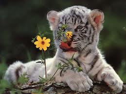 tiger with flower